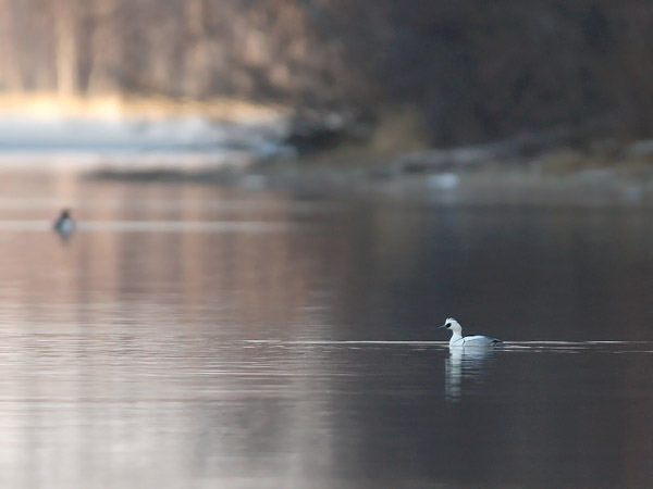 Uivelo, Smew, Mergellus albellus